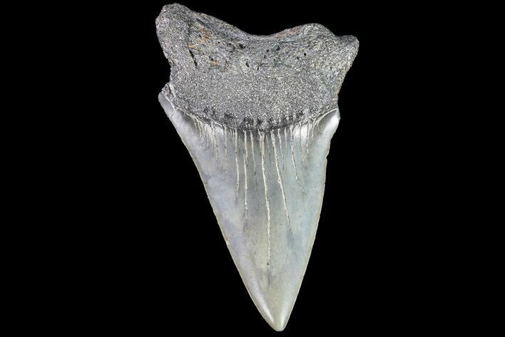 Huge Fossil Mako Shark Tooth - South Carolina #72830